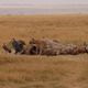 Illustration for article titled Out of Africa. Hyenas.